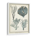 Especies De Coral Ii - Vision Studio | Cuadro decorativo de Canvas Lab