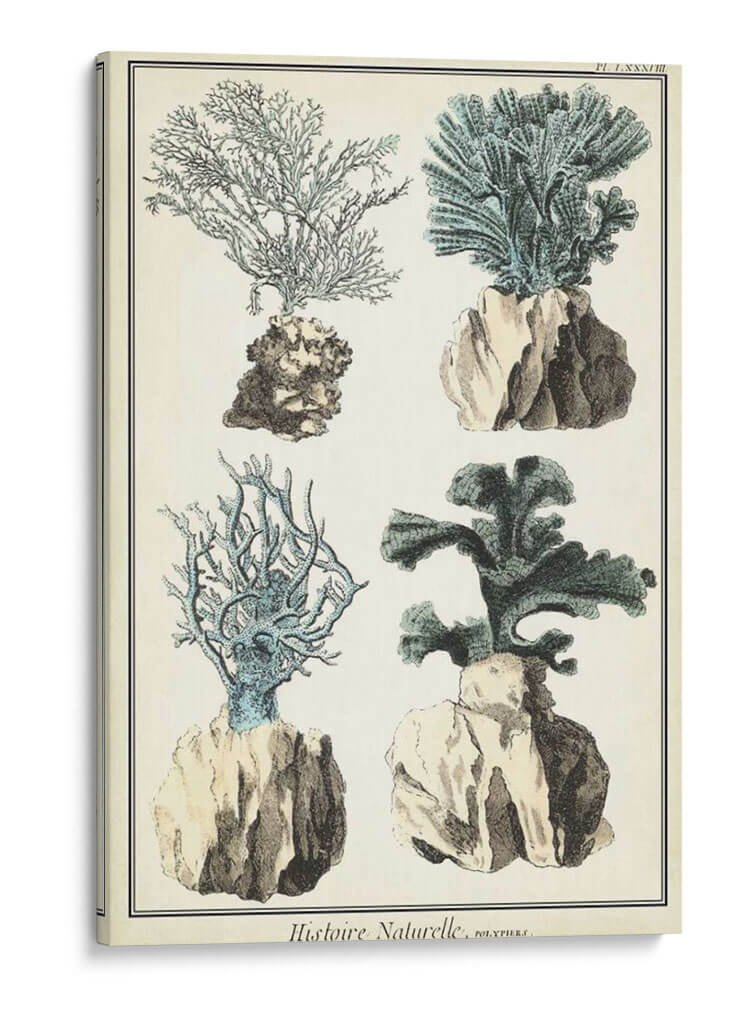 Especies De Coral Iii - Vision Studio | Cuadro decorativo de Canvas Lab