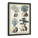 Especies De Coral Iii - Vision Studio | Cuadro decorativo de Canvas Lab