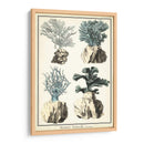 Especies De Coral Iii - Vision Studio | Cuadro decorativo de Canvas Lab