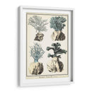 Especies De Coral Iii - Vision Studio | Cuadro decorativo de Canvas Lab
