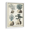 Especies De Coral Iii - Vision Studio | Cuadro decorativo de Canvas Lab