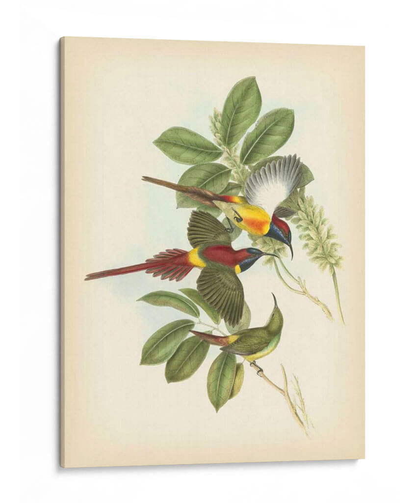 Gould Birds Of The Tropics Iii - John Gould | Cuadro decorativo de Canvas Lab