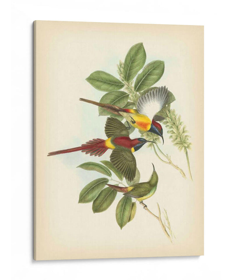 Gould Birds Of The Tropics Iii - John Gould | Cuadro decorativo de Canvas Lab