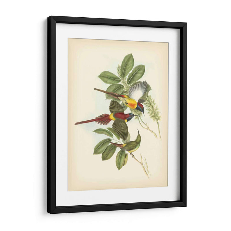 Gould Birds Of The Tropics Iii - John Gould | Cuadro decorativo de Canvas Lab