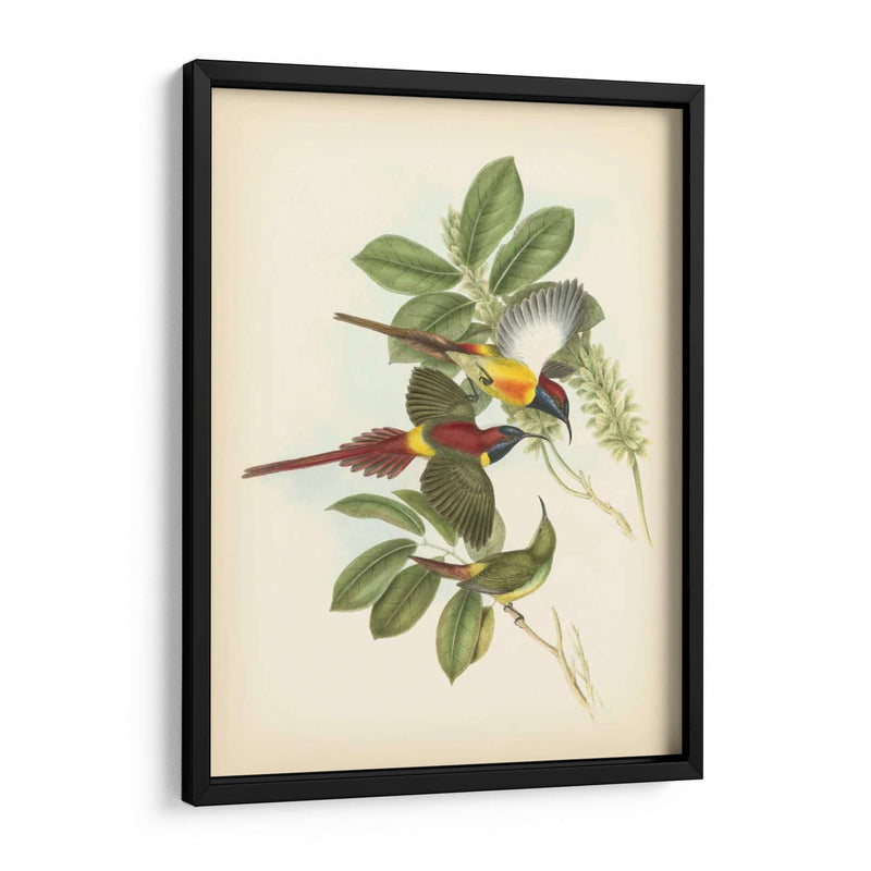 Gould Birds Of The Tropics Iii - John Gould | Cuadro decorativo de Canvas Lab