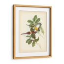 Gould Birds Of The Tropics Iii - John Gould | Cuadro decorativo de Canvas Lab