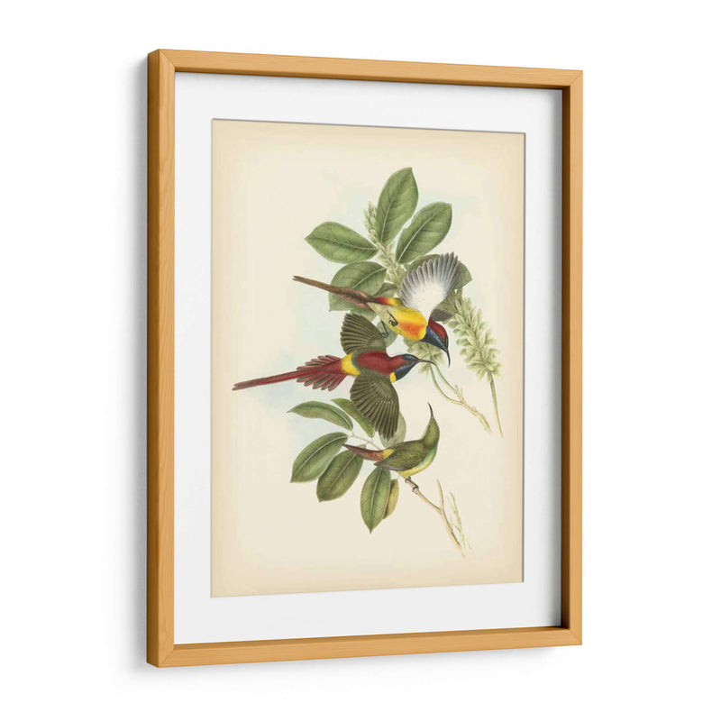 Gould Birds Of The Tropics Iii - John Gould | Cuadro decorativo de Canvas Lab