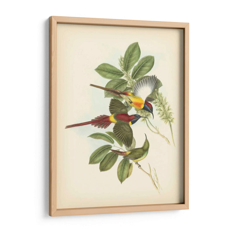 Gould Birds Of The Tropics Iii - John Gould | Cuadro decorativo de Canvas Lab