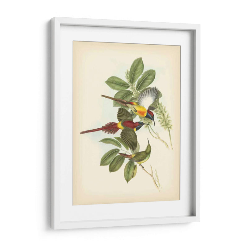 Gould Birds Of The Tropics Iii - John Gould | Cuadro decorativo de Canvas Lab