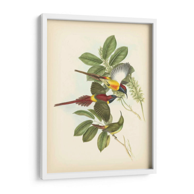 Gould Birds Of The Tropics Iii - John Gould | Cuadro decorativo de Canvas Lab