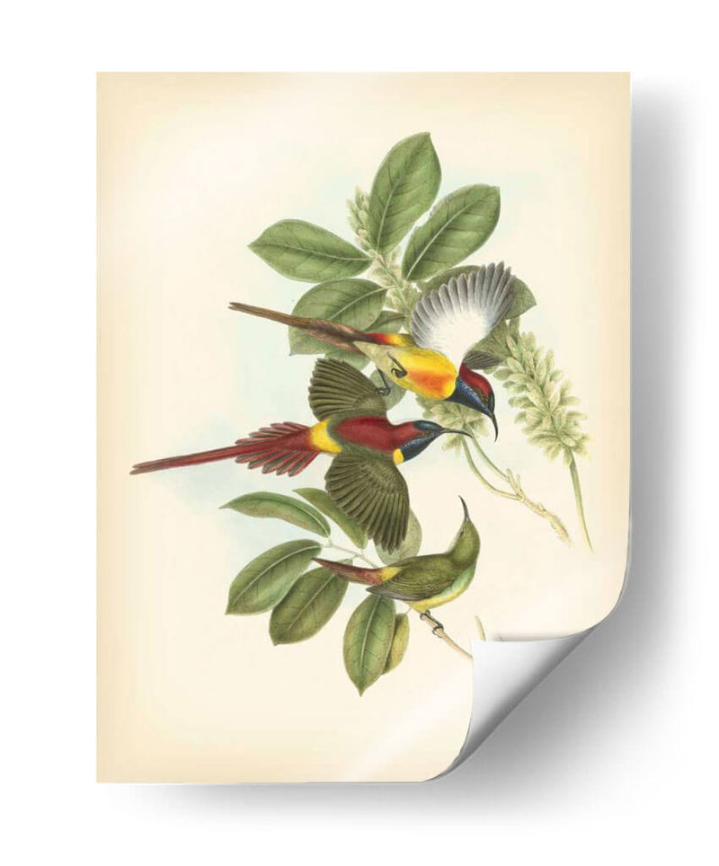 Gould Birds Of The Tropics Iii - John Gould | Cuadro decorativo de Canvas Lab