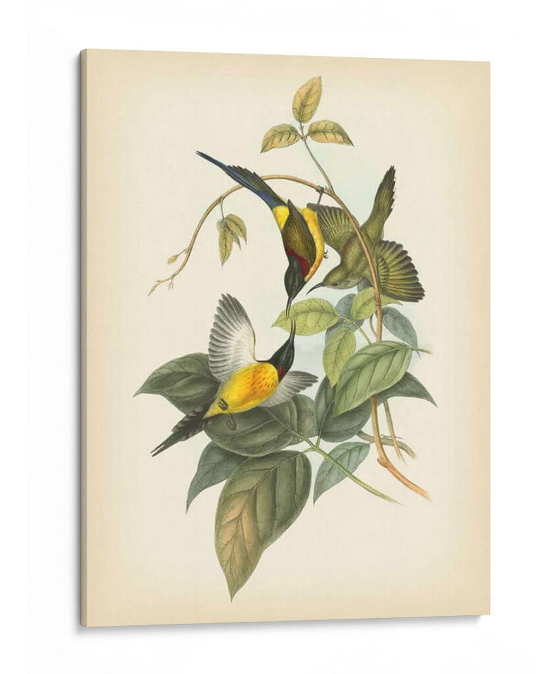 Gould Birds Of The Tropics Iv - John Gould | Cuadro decorativo de Canvas Lab