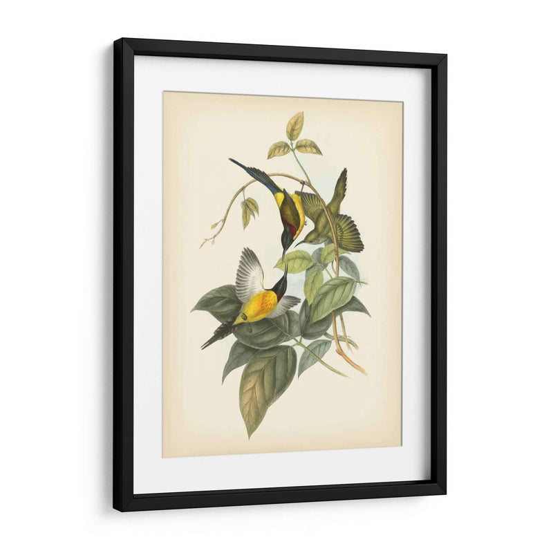 Gould Birds Of The Tropics Iv - John Gould | Cuadro decorativo de Canvas Lab