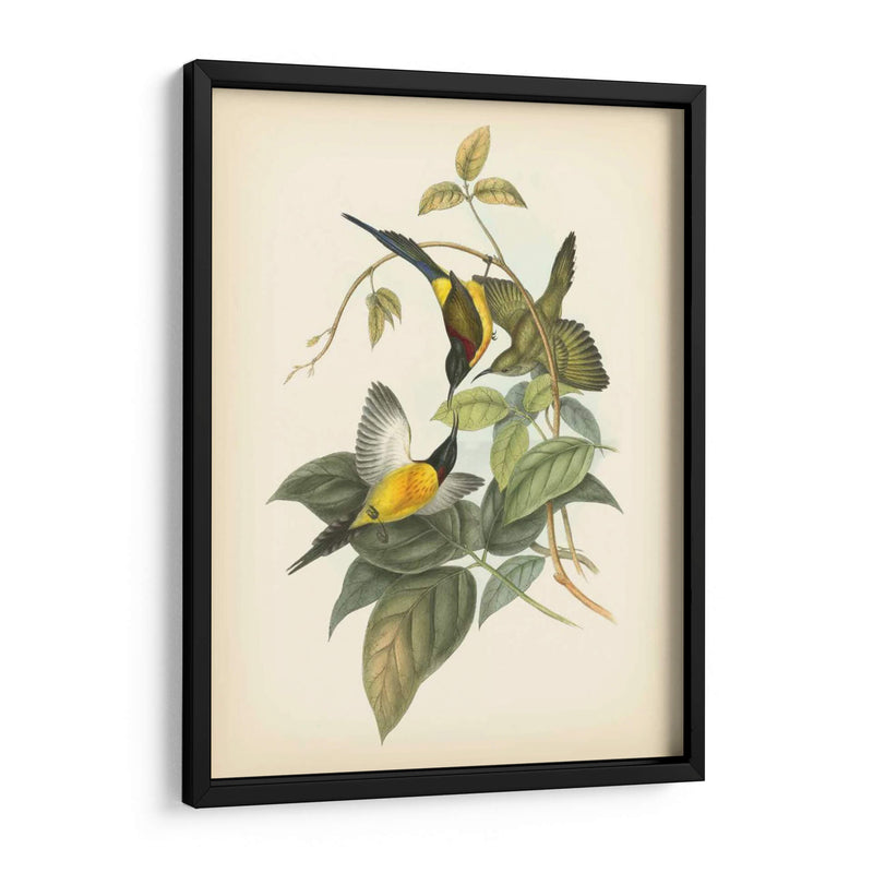 Gould Birds Of The Tropics Iv - John Gould | Cuadro decorativo de Canvas Lab