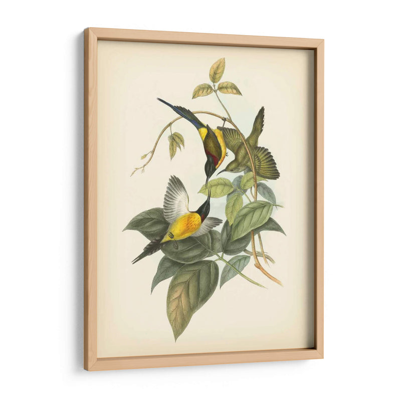 Gould Birds Of The Tropics Iv - John Gould | Cuadro decorativo de Canvas Lab