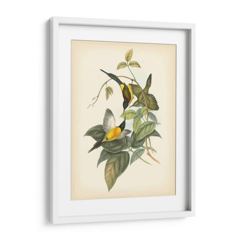 Gould Birds Of The Tropics Iv - John Gould | Cuadro decorativo de Canvas Lab