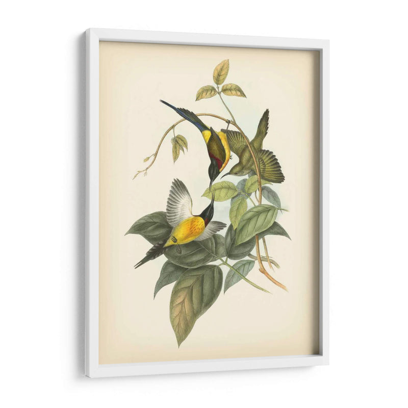 Gould Birds Of The Tropics Iv - John Gould | Cuadro decorativo de Canvas Lab