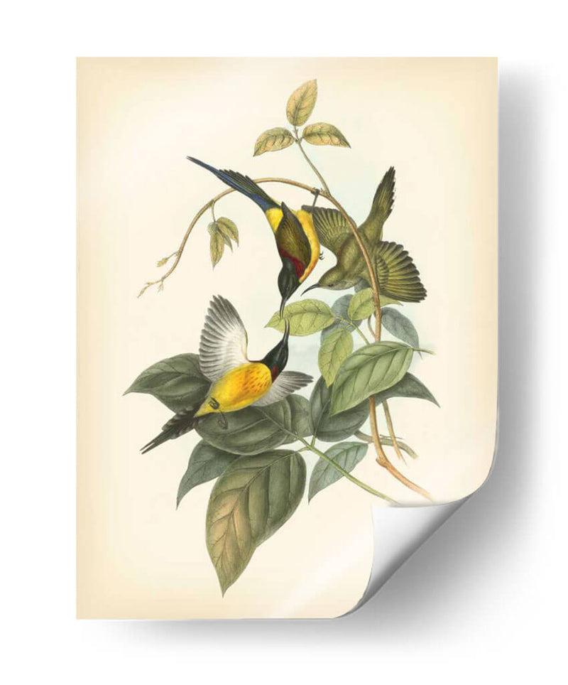 Gould Birds Of The Tropics Iv - John Gould | Cuadro decorativo de Canvas Lab