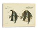 Bloch Antique Fish I - Bloch | Cuadro decorativo de Canvas Lab