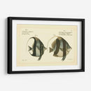 Bloch Antique Fish I - Bloch | Cuadro decorativo de Canvas Lab