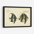 Bloch Antique Fish I - Bloch | Cuadro decorativo de Canvas Lab