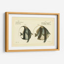 Bloch Antique Fish I - Bloch | Cuadro decorativo de Canvas Lab