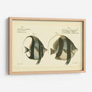 Bloch Antique Fish I - Bloch | Cuadro decorativo de Canvas Lab