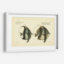 Bloch Antique Fish I - Bloch | Cuadro decorativo de Canvas Lab
