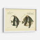 Bloch Antique Fish I - Bloch | Cuadro decorativo de Canvas Lab