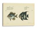 Bloch Antique Fish Ii - Bloch | Cuadro decorativo de Canvas Lab