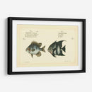 Bloch Antique Fish Ii - Bloch | Cuadro decorativo de Canvas Lab