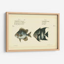 Bloch Antique Fish Ii - Bloch | Cuadro decorativo de Canvas Lab