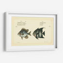 Bloch Antique Fish Ii - Bloch | Cuadro decorativo de Canvas Lab