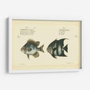 Bloch Antique Fish Ii - Bloch | Cuadro decorativo de Canvas Lab