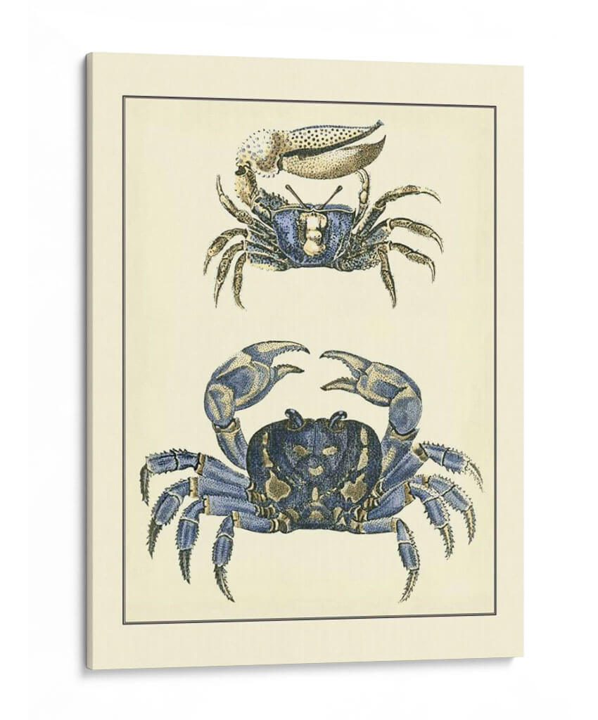 Cangrejos Azules Antiguos Ii - Vision Studio | Cuadro decorativo de Canvas Lab