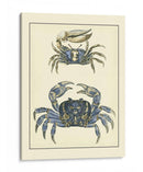 Cangrejos Azules Antiguos Ii - Vision Studio | Cuadro decorativo de Canvas Lab