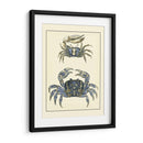 Cangrejos Azules Antiguos Ii - Vision Studio | Cuadro decorativo de Canvas Lab