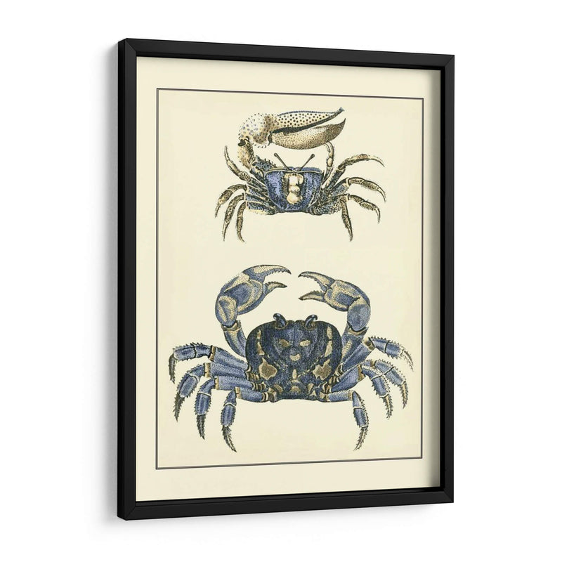 Cangrejos Azules Antiguos Ii - Vision Studio | Cuadro decorativo de Canvas Lab