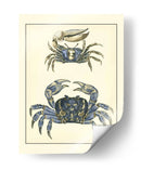 Cangrejos Azules Antiguos Ii - Vision Studio | Cuadro decorativo de Canvas Lab