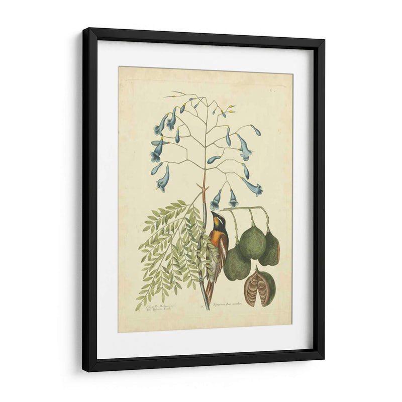 Catesby Bird Y Botanical Ii - Mark Catesby | Cuadro decorativo de Canvas Lab