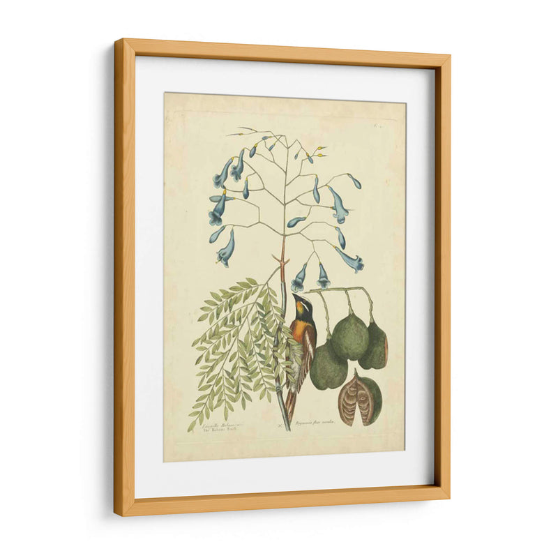 Catesby Bird Y Botanical Ii - Mark Catesby | Cuadro decorativo de Canvas Lab