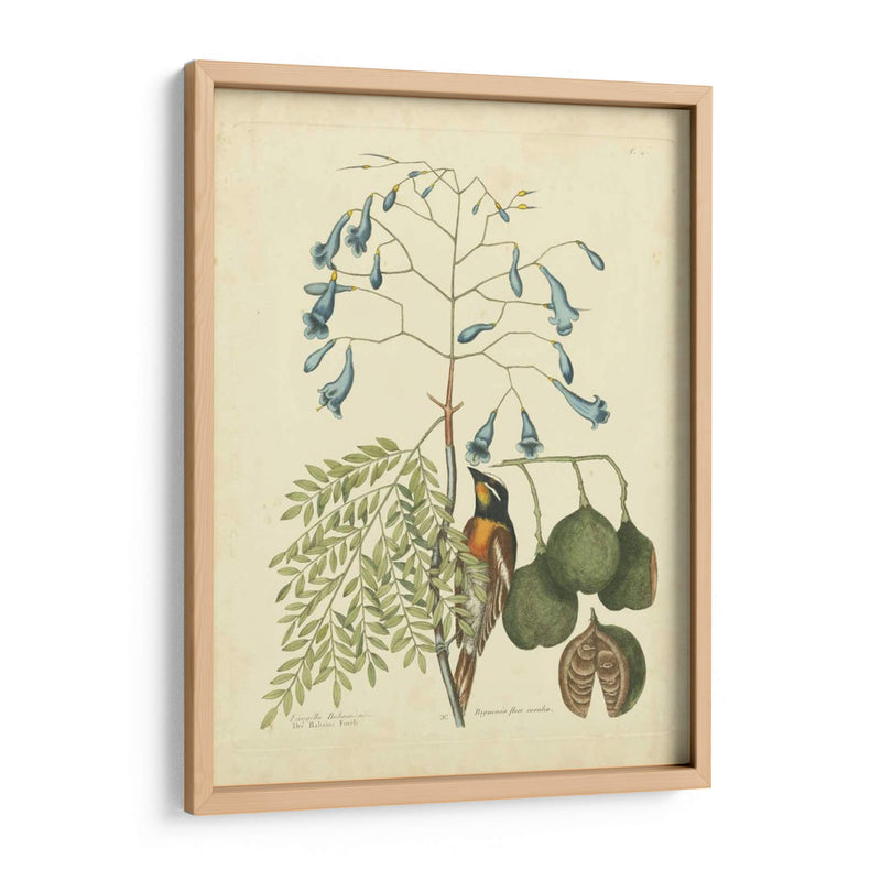 Catesby Bird Y Botanical Ii - Mark Catesby | Cuadro decorativo de Canvas Lab