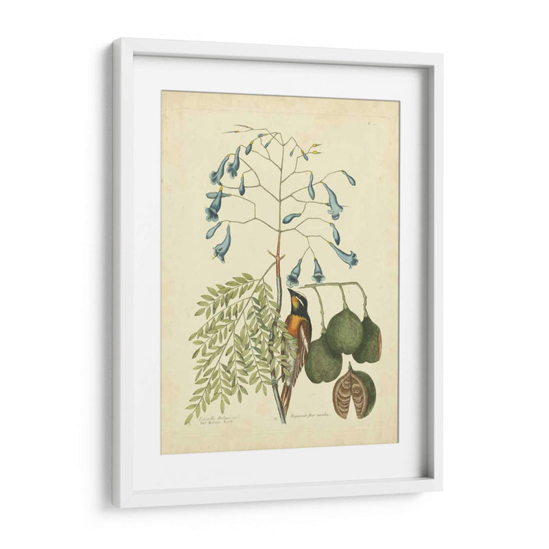 Catesby Bird Y Botanical Ii - Mark Catesby | Cuadro decorativo de Canvas Lab