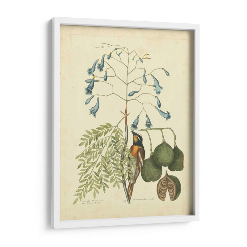 Catesby Bird Y Botanical Ii - Mark Catesby | Cuadro decorativo de Canvas Lab