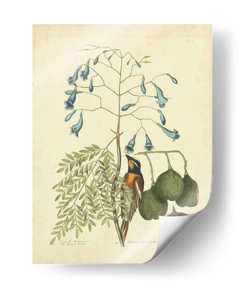 Catesby Bird Y Botanical Ii - Mark Catesby | Cuadro decorativo de Canvas Lab