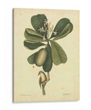 Catesby Bird Y Botanical Iii - Mark Catesby | Cuadro decorativo de Canvas Lab