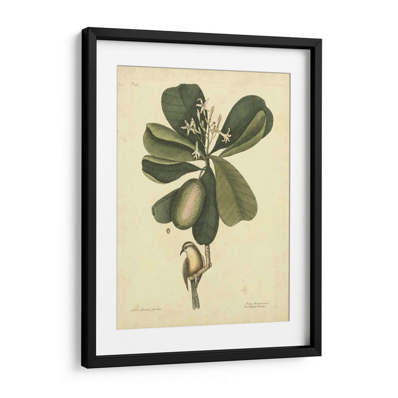 Catesby Bird Y Botanical Iii - Mark Catesby | Cuadro decorativo de Canvas Lab