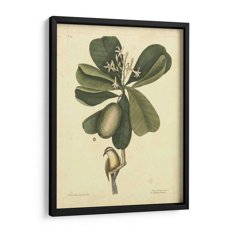 Catesby Bird Y Botanical Iii - Mark Catesby | Cuadro decorativo de Canvas Lab