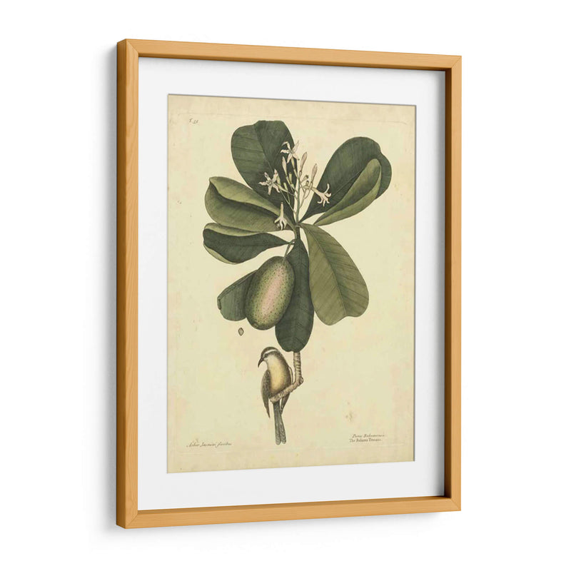 Catesby Bird Y Botanical Iii - Mark Catesby | Cuadro decorativo de Canvas Lab